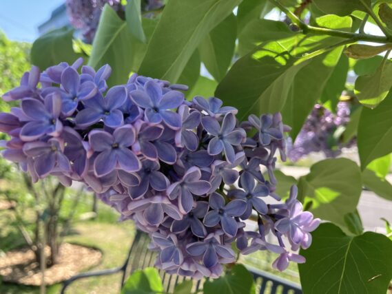 ライラック投稿写真「ラッキーライラックのトリオ」