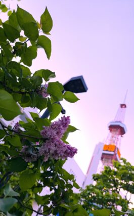 ライラック投稿写真「フランクフルターフリューリンク」