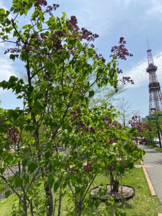 ライラック投稿写真「創成川公園LOVE」