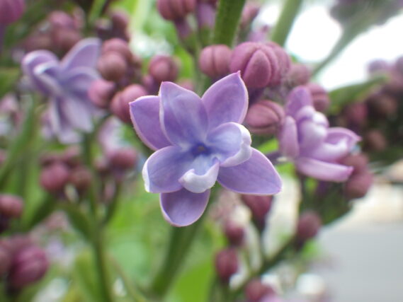 レオンガンベッタの花が咲いている様子