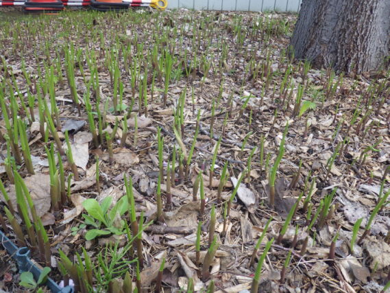 ドイツスズランの芽
