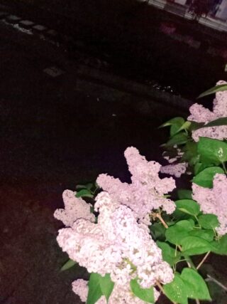 ライラック投稿写真「聖夜な星空に輝く花」