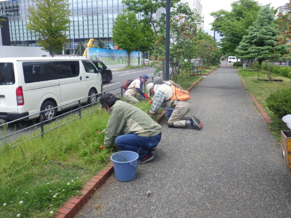 ヘメロカリス花壇の除草をするお助け隊