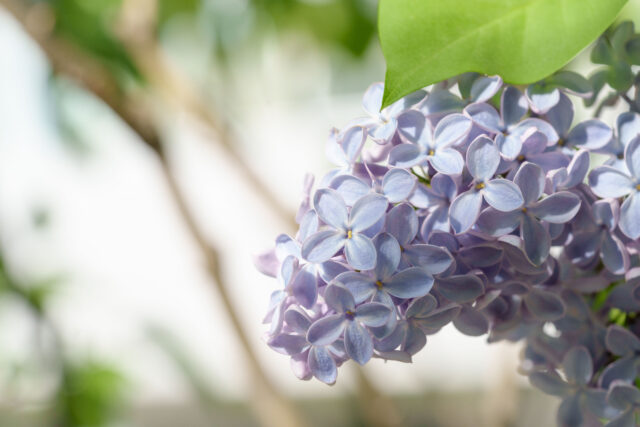 ライラック投稿「斜光の中で」