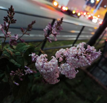ライラック投稿写真「ウスゲシナハシドイ」