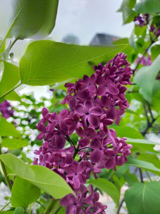 ライラック投稿「爽やかな5月の札幌」