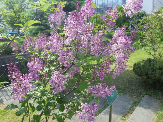 メヌエットの花が咲いている様子