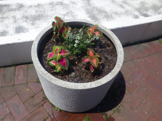 花苗を植えかけたコンテナ花壇