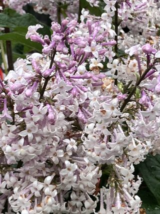 ライラック投稿「ジュエリー」