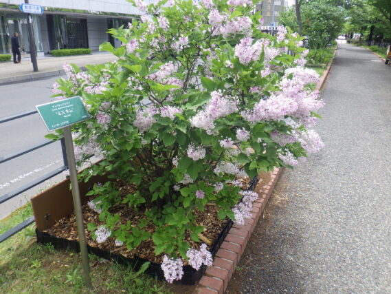 ミスキムの花が咲いている様子