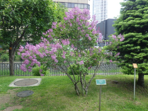 メヌエットの花が咲いている様子