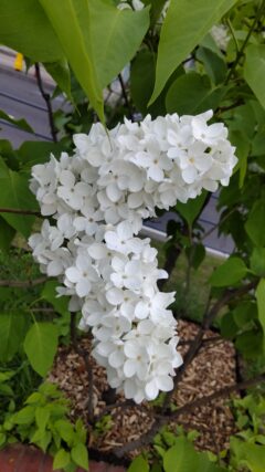 ライラック投稿写真「一番のお気に入り」