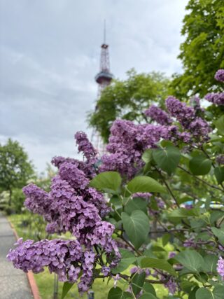 ライラック投稿写真「札幌6月ライラック」
