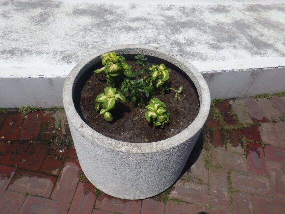 花苗を植えかけたコンテナ花壇