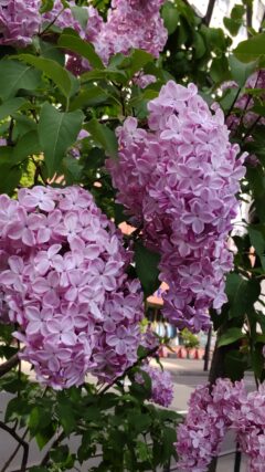 ライラック投稿写真「モリモリに咲いていた」