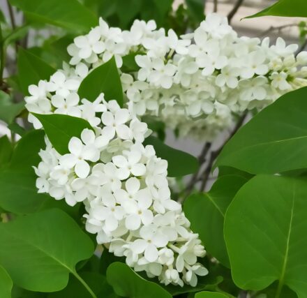 ライラック投稿「純白のライラック」