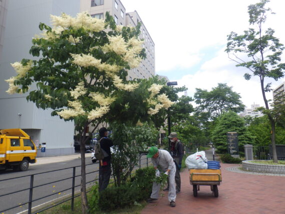 南4条でライラックの花がら摘みをする植物ボランティア