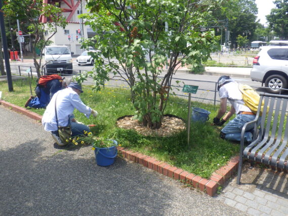 北1条で除草作業をする除草ボランティア