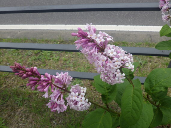 ジェームズマクファーレンの花が咲いている様子
