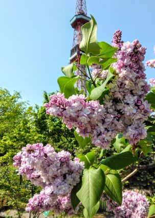 ライラック投稿写真「花も葉もハツラツ元気」