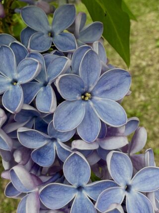 ライラック投稿写真「ラッキーライラック+1」