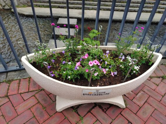 6月5日に植えこまれた狸二条広場のコンテナの様子