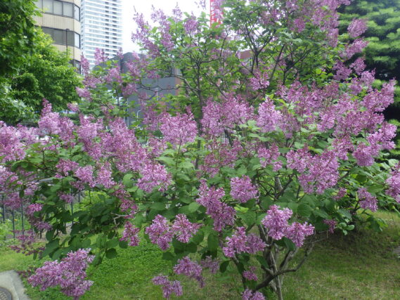 メヌエットの花が咲いている様子
