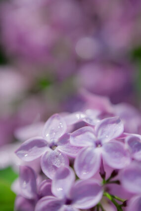 ライラック投稿写真「雨上がり」