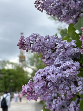 ライラック投稿写真「ライラック祭り」
