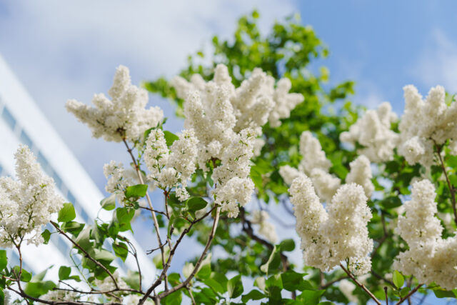 ライラック投稿「青空と白いライラック」