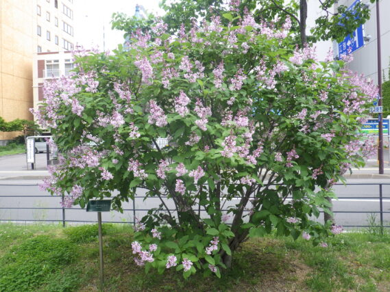 「遅咲きのライラック開花中」の画像