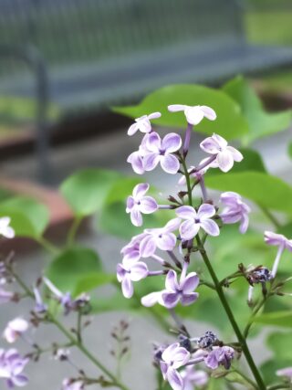 ライラック投稿写真「側に」