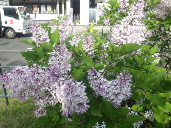 ミスキムの花が咲いている様子