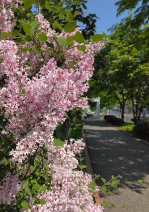 ライラック投稿写真「小径と四季藍」