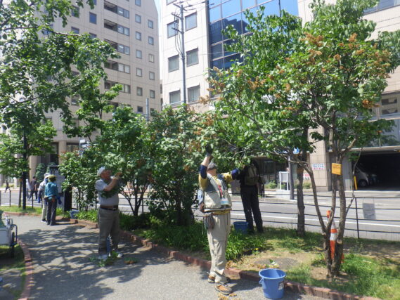 ライラックの花がら摘みをする植物ボランティア