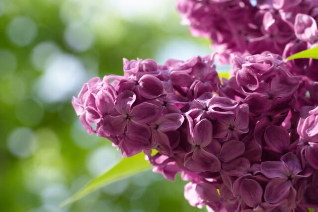 ライラック投稿「紫、艶やかに」
