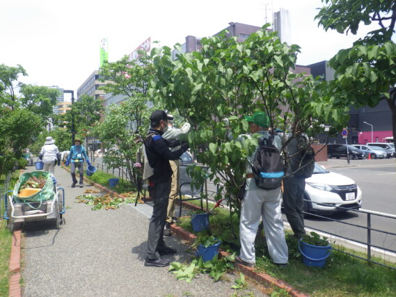 ライラックの花がら摘みをする植物ボランティア