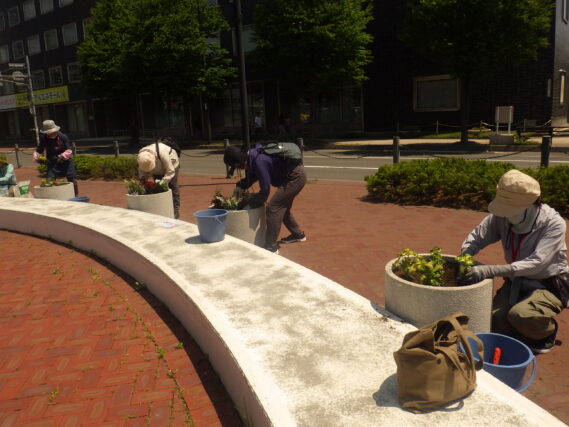 まんなか広場のコンテナに花を植えこむ花くらぶ
