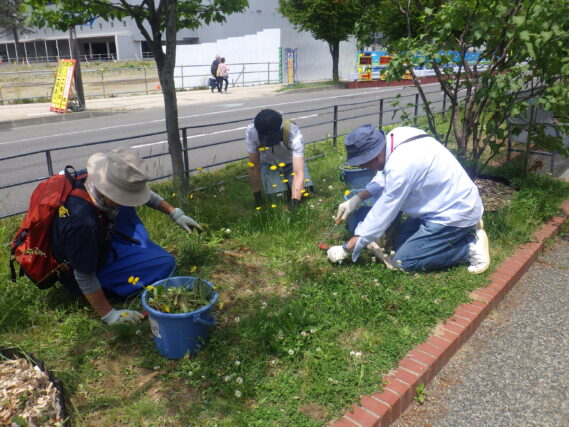 北1条で除草作業をする除草ボランティア