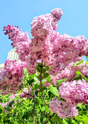 ライラック投稿写真「ピンクライラックと青空」
