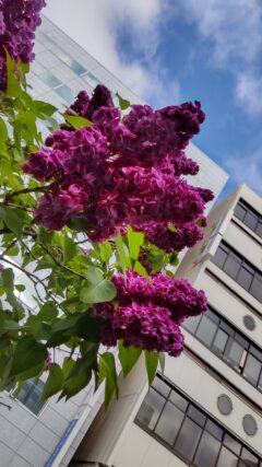 ライラック投稿写真「 一風変わった色合いが」