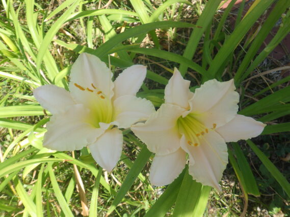 「ヘメロカリス全品種が開花ました」の画像
