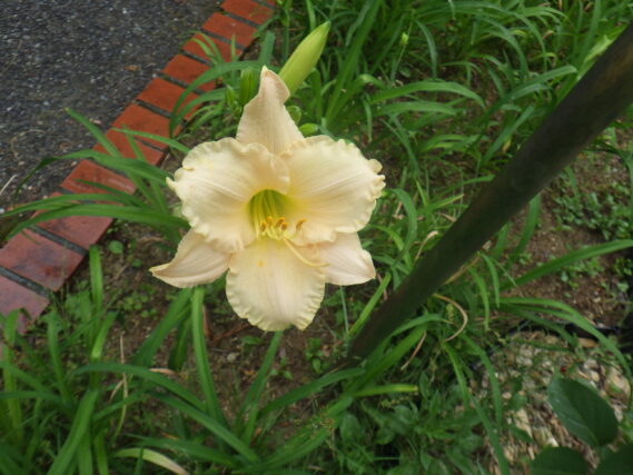 7月4日に咲いていたヘメロカリス