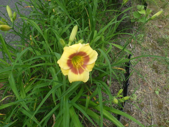 7月4日に咲いていたヘメロカリス（リトルビックマン）