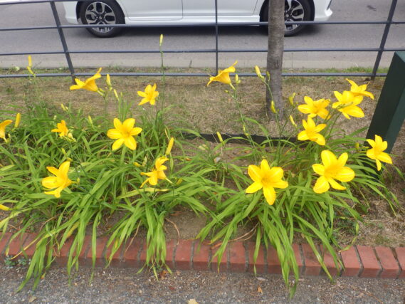 北1条東側のヘメロカリスカートホイールズの花壇