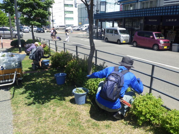 シモツケの花がら摘みをする植物ボランティア