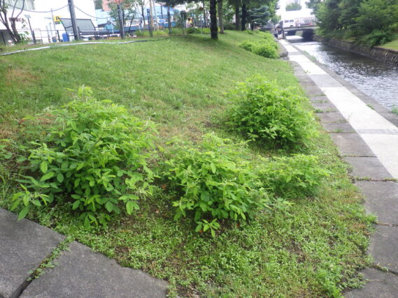 7月19日の成長調整を行ったハギの様子