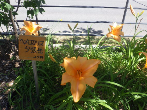 「ヘメロカリスに名札を付けました」の画像
