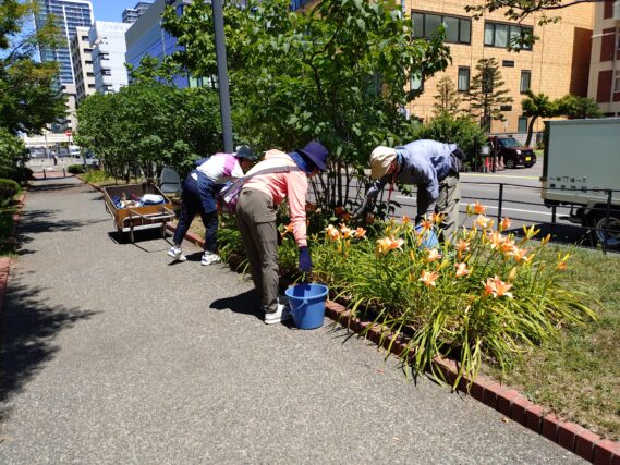 ヘメロカリスの花がら摘みをする花くらぶ