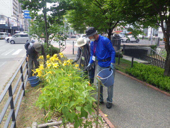 ヘメロカリスの花柄罪をする植物ボランティア